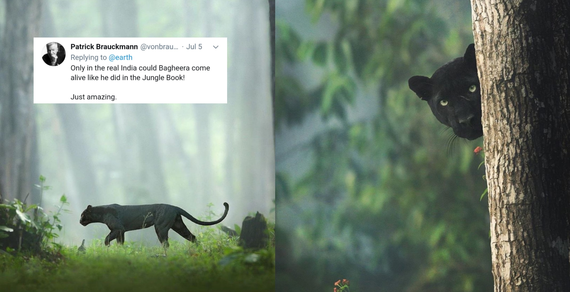 Viral photos of black leopard have mesmerized netizens in social media