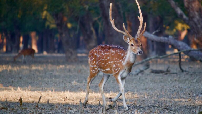 5 Popular Wildlife Sanctuaries & National Parks in West Bengal 1 5 Popular Wildlife Sanctuaries & National Parks in West Bengal