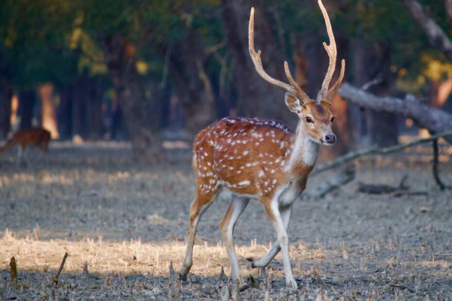5 Popular Wildlife Sanctuaries & National Parks in West Bengal