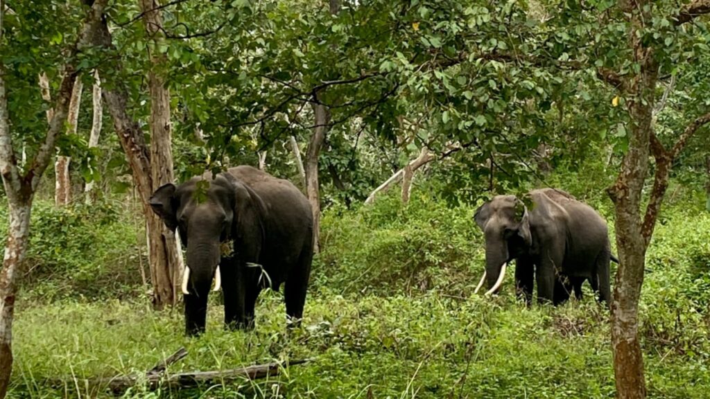 5 National Parks & Wildlife Sanctuaries to visit in Andra Pradesh