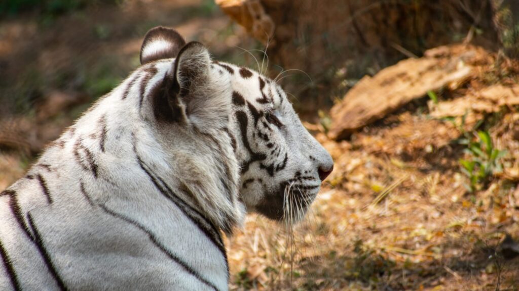 5 National Parks & Wildlife Sanctuaries to visit in Andra Pradesh