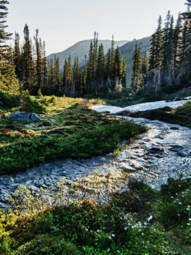 7 Best Places to Visit in Olympic National Park, USA