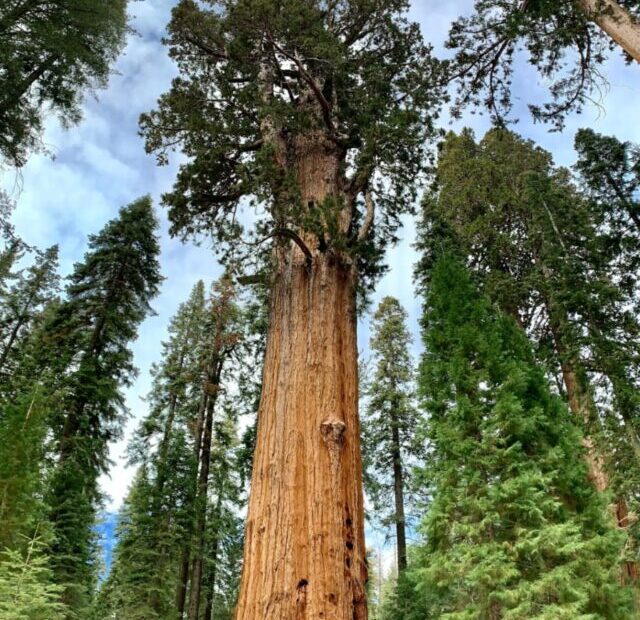 cropped-Sequoia-National-Forest-California.jpeg