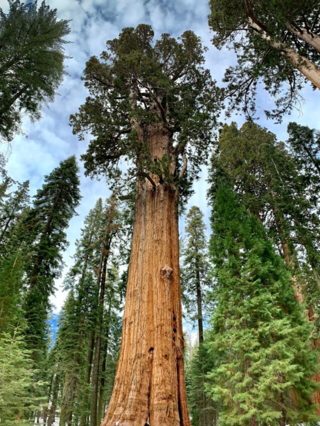 7 Best Places to Visit in Sequoia National Forest, California