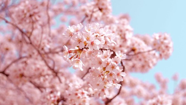 4 Best Places to Experience Cherry Blossom in India 1 4 Best Places to Experience Cherry Blossom in India
