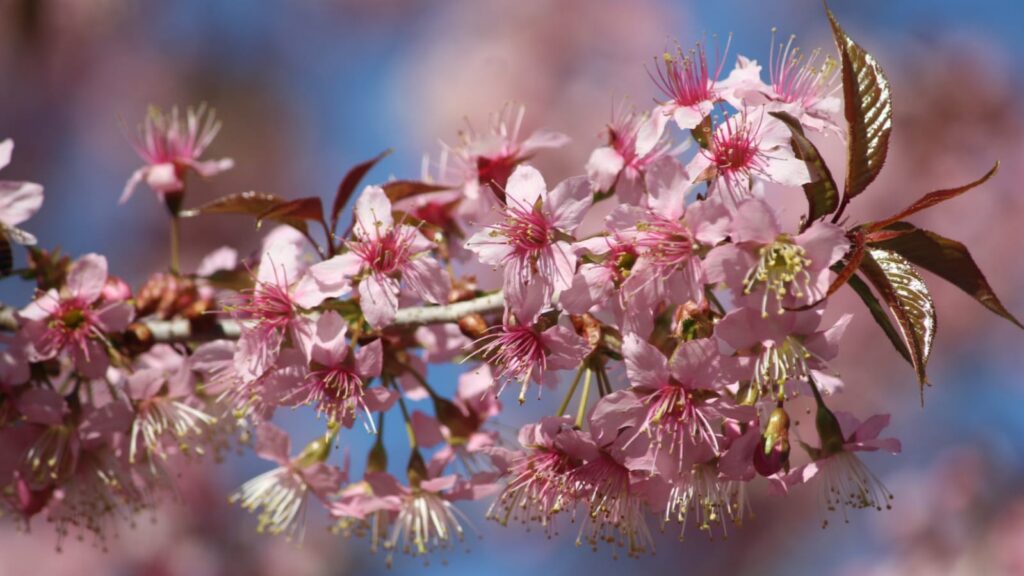 4 Best Places to Experience Cherry Blossom in India