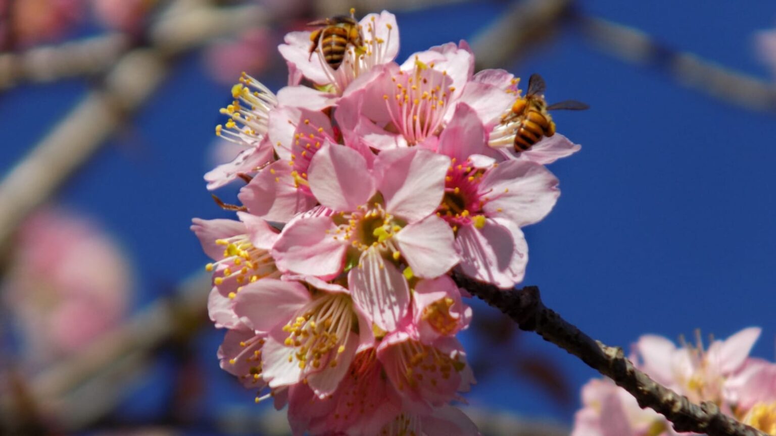 4 Best Places to Experience Cherry Blossom in India Dreamtrix