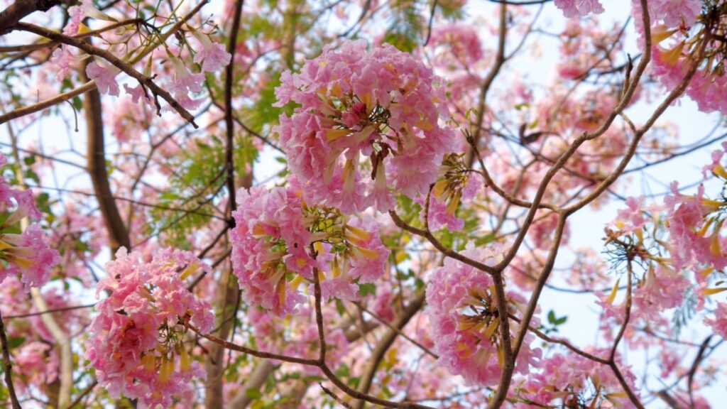 4 Best Places to Experience Cherry Blossom in India