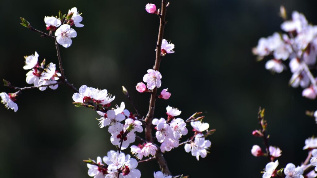4 Best Places to Experience Cherry Blossom in India