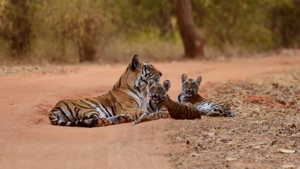 Tigers in Bandhavgarh National Park