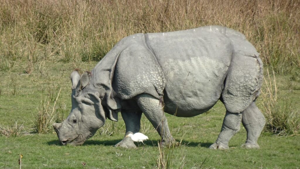One Horned Rhino in India