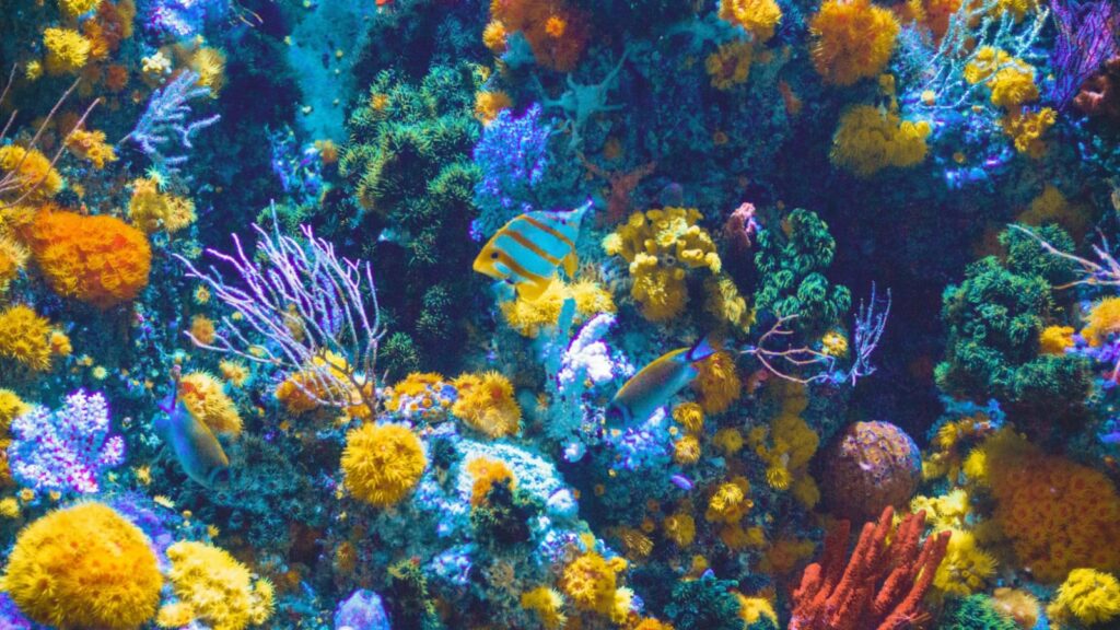 Top 6 Beautiful Coral Reefs In The World That You Must Visit
