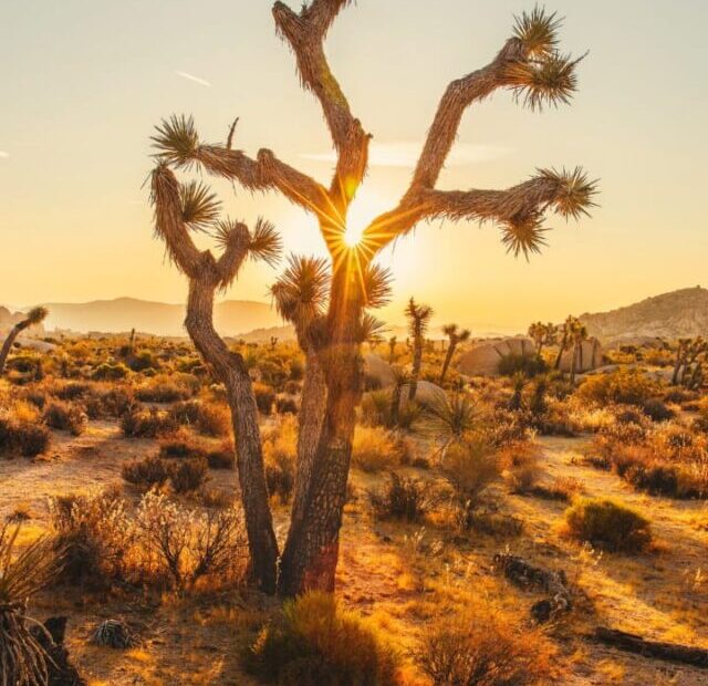 Joshua Tree National Park, California