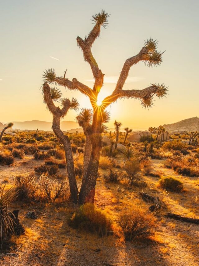 7 Best Places to Visit in Joshua Tree National Park, California