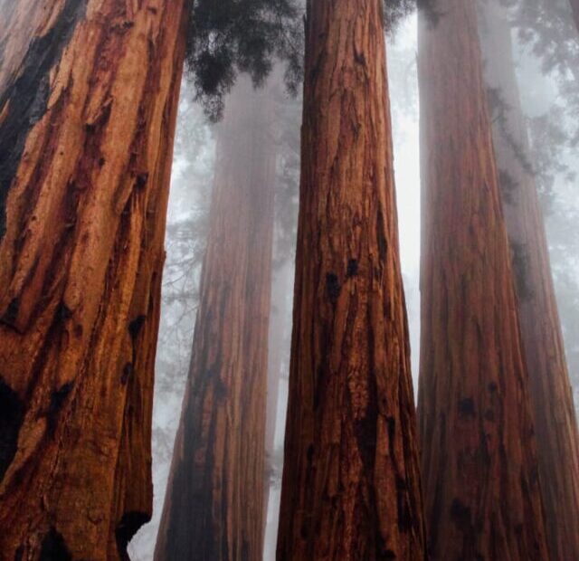 Sequoia National Park, CA