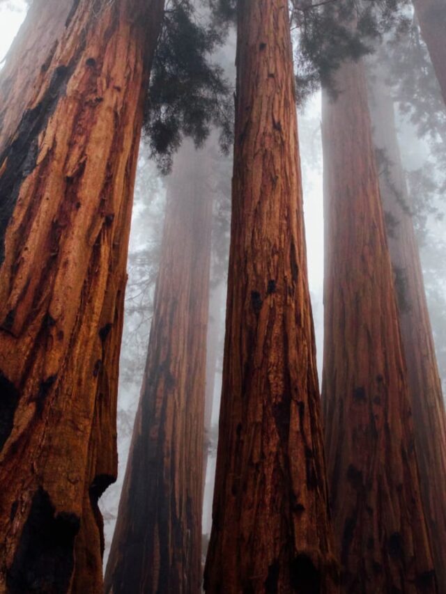 7 Facts About Sequoia National Park, California