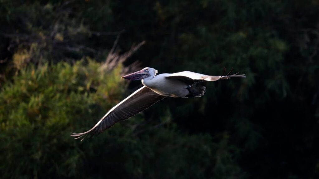 Top 6 Popular Bird Sanctuaries To Visit In India