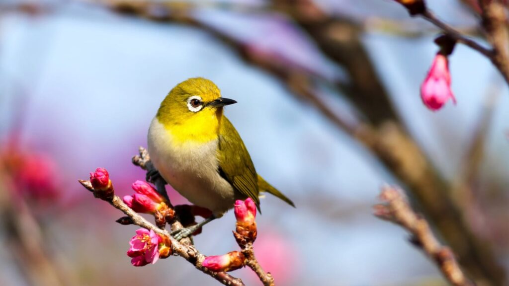 Top 6 Popular Bird Sanctuaries To Visit In India
