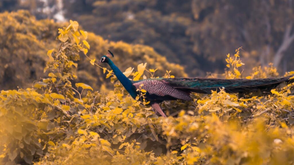 Top 6 Popular Bird Sanctuaries To Visit In India