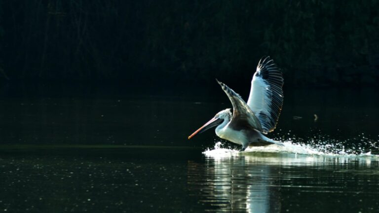 Top 6 Popular Bird Sanctuaries To Visit In India 1 Top 6 Popular Bird Sanctuaries To Visit In India