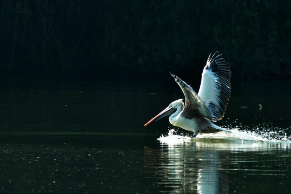 Top 6 Popular Bird Sanctuaries To Visit In India