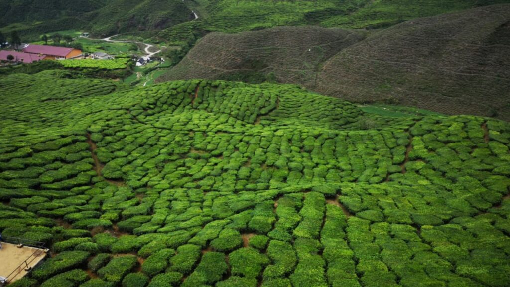 Top 6 Famous Hill Stations To Visit In Malaysia