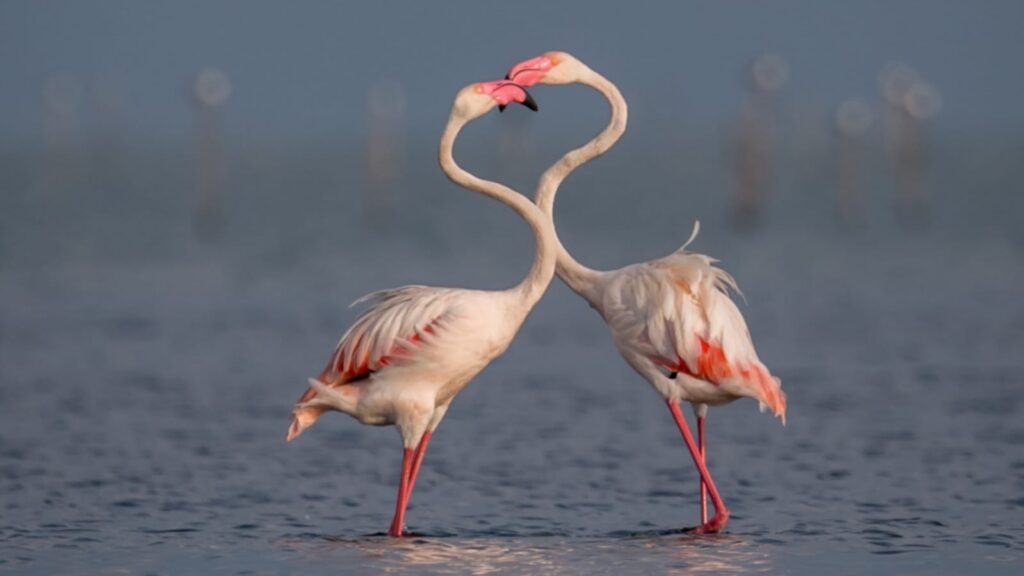 Top 6 Popular Bird Sanctuaries To Visit In India