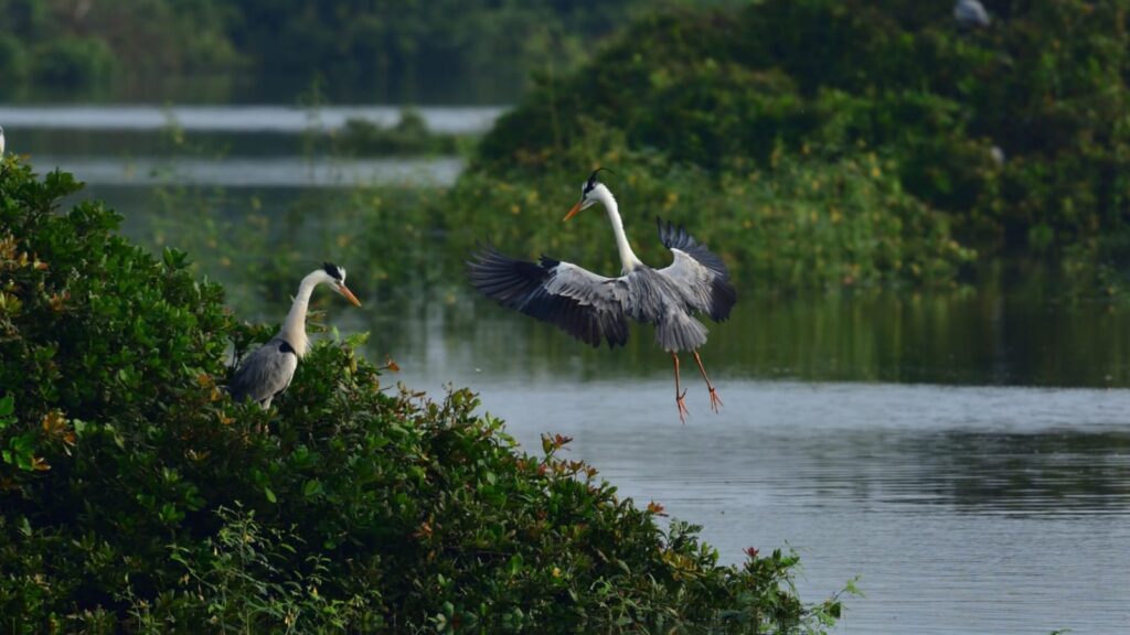 Top 6 Popular Bird Sanctuaries To Visit In India 2023