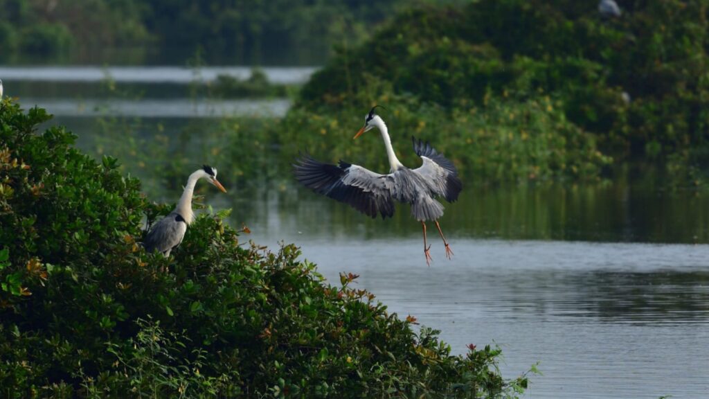 Top 6 Popular Bird Sanctuaries To Visit In India