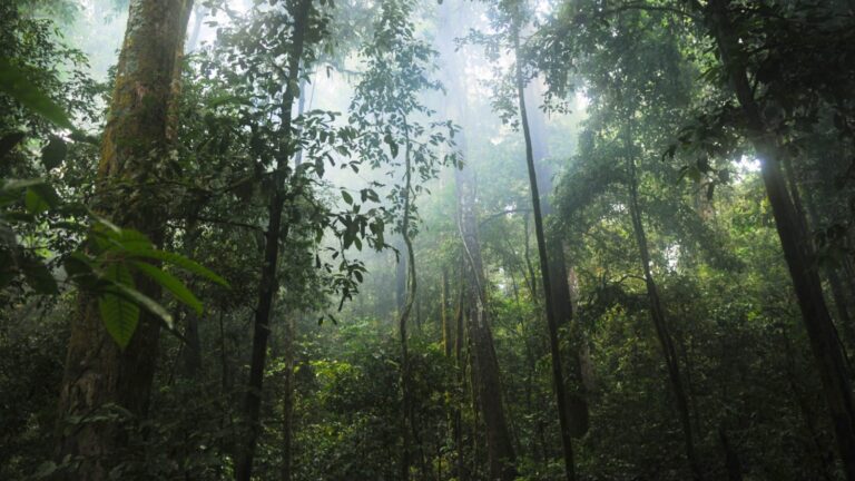 Top 6 Famous Rainforests You Can Visit In India 1 Top 6 Famous Rainforests You Can Visit In India