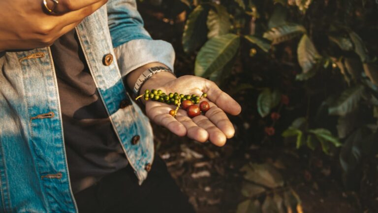 8 Most Beautiful Coffee Plantations In India You Must Visit 1 8 Most Beautiful Coffee Plantations In India You Must Visit