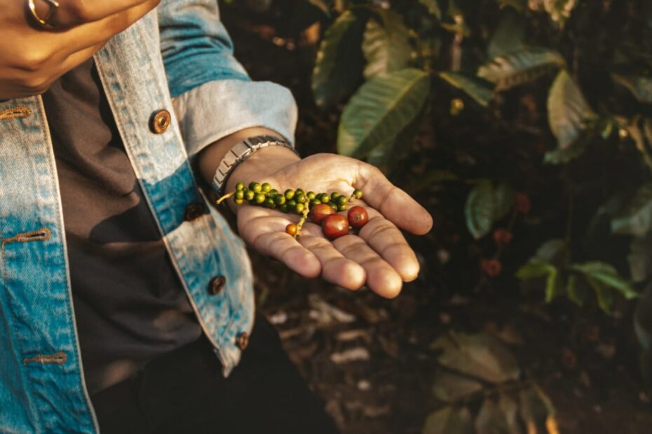 8 Most Beautiful Coffee Plantations In India You Must Visit