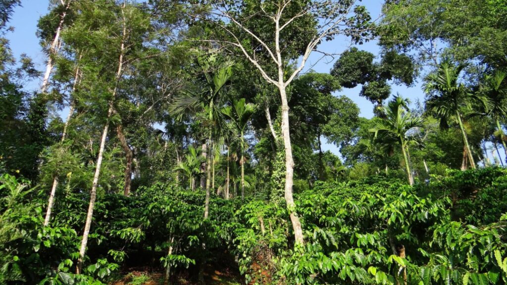 8 Most Beautiful Coffee Plantations In India You Must Visit 2023