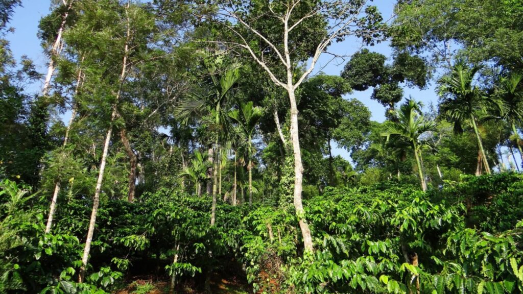 8 Most Beautiful Coffee Plantations In India You Must Visit