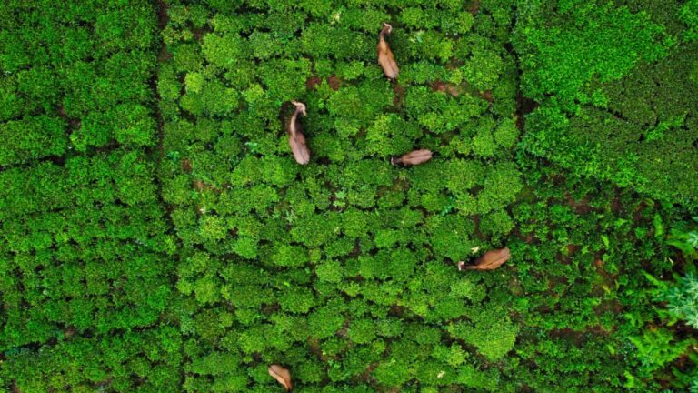 Top 6 Places To Visit In Coonoor (Tamil Nadu) India 1 Top 6 Places To Visit In Coonoor (Tamil Nadu) India