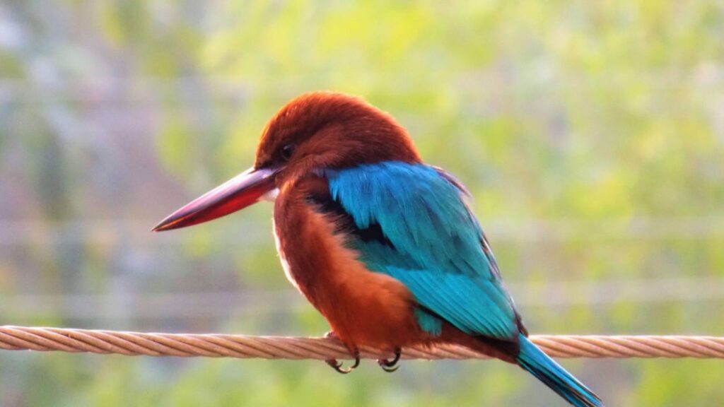 6 Famous Bird Sanctuaries in West Bengal You Must Visit