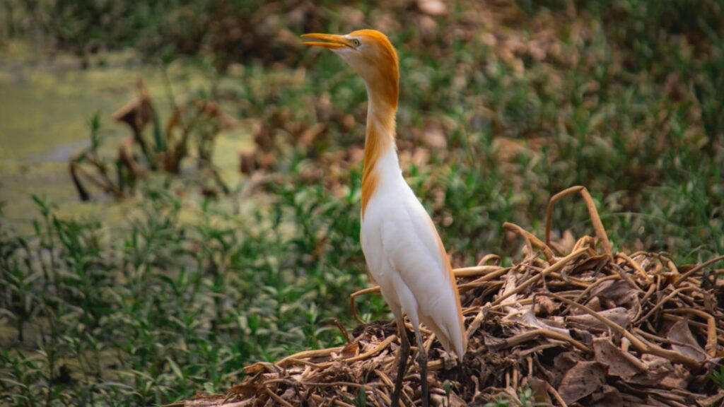 6 Famous Bird Sanctuaries in West Bengal You Must Visit