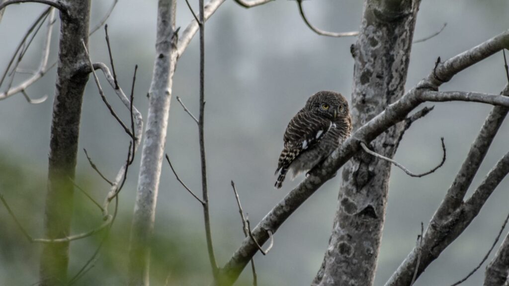 6 Famous Bird Sanctuaries in West Bengal You Must Visit