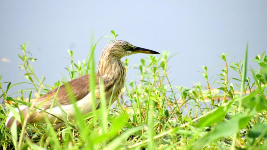 6 Famous Bird Sanctuaries in West Bengal You Must Visit