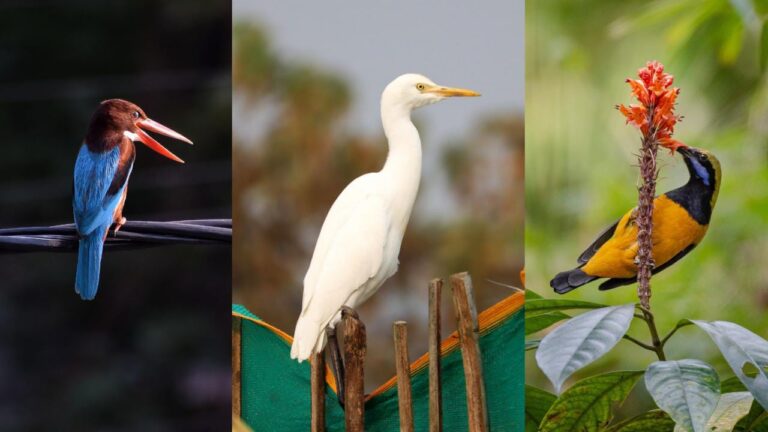 6 Famous Bird Sanctuaries in West Bengal You Must Visit 1 6 Famous Bird Sanctuaries in West Bengal You Must Visit
