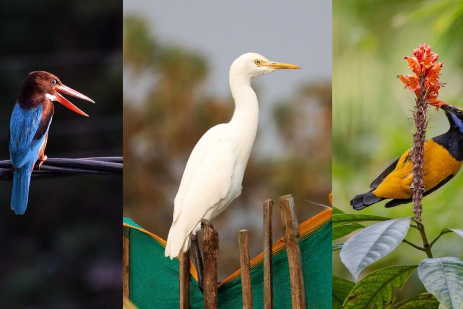 6 Famous Bird Sanctuaries in West Bengal You Must Visit