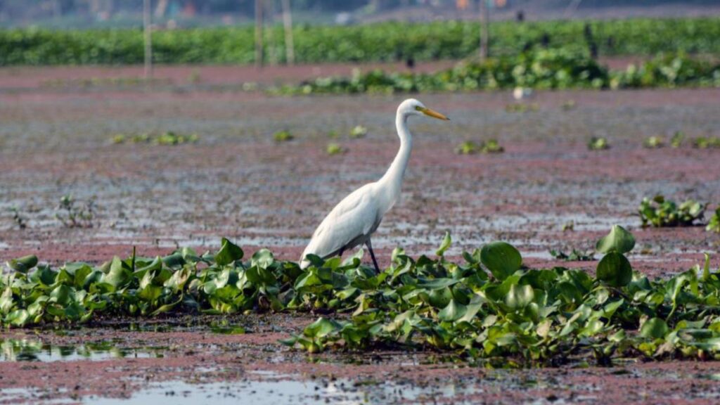 6 Famous Bird Sanctuaries in West Bengal You Must Visit