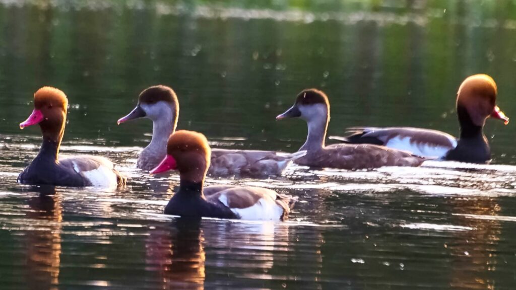 6 Famous Bird Sanctuaries in West Bengal You Must Visit