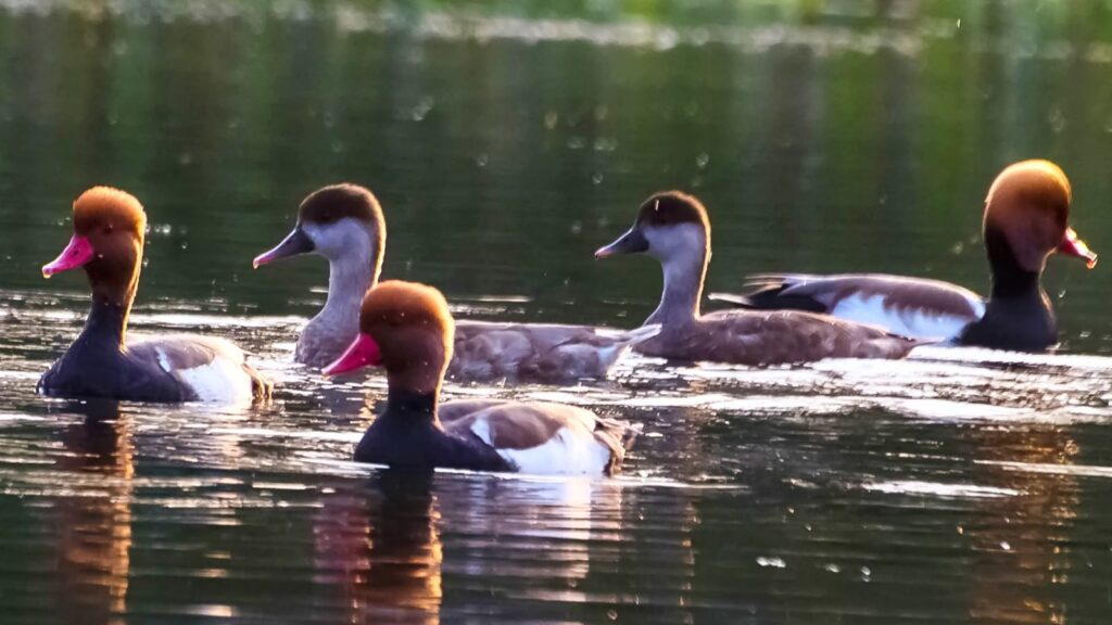 6 Famous Bird Sanctuaries in West Bengal You Must Visit 2023