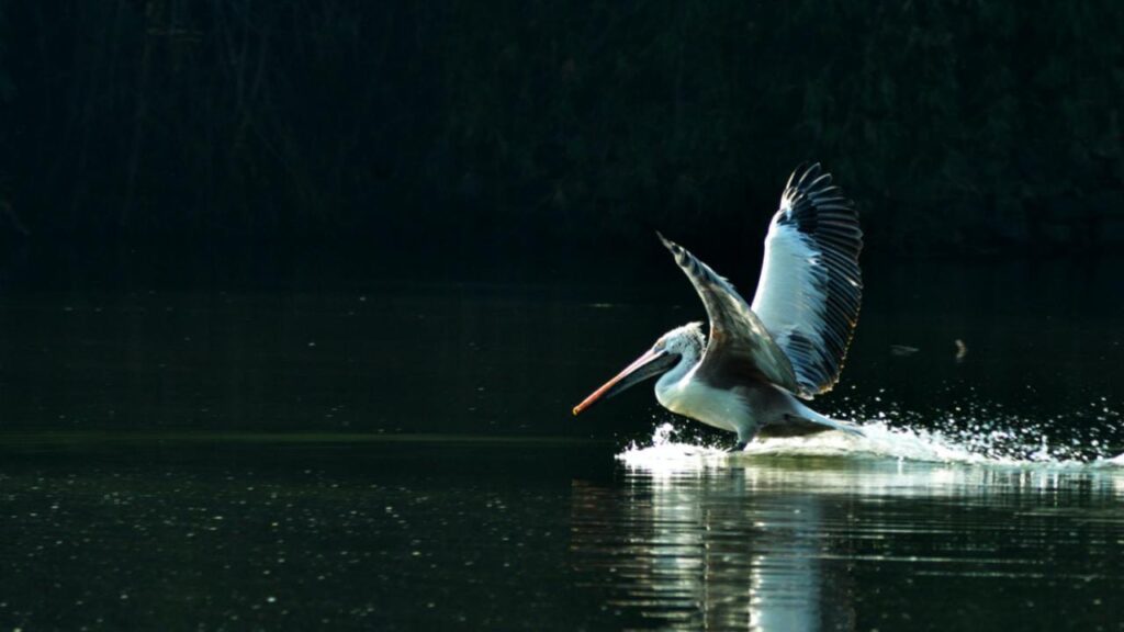 6 Beautiful Bird Sanctuaries To Visit In Karnataka