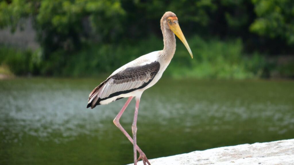 6 Beautiful Bird Sanctuaries To Visit In Karnataka 2023