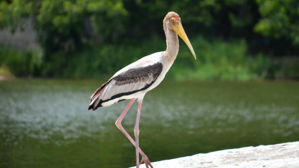 6 Beautiful Bird Sanctuaries To Visit In Karnataka