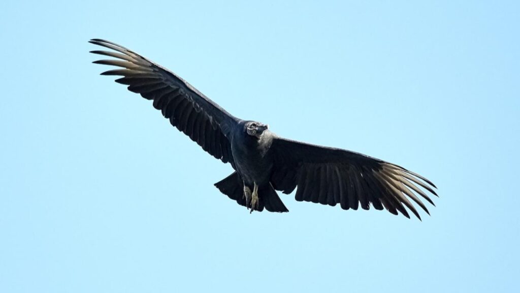 6 Beautiful Bird Sanctuaries To Visit In Karnataka