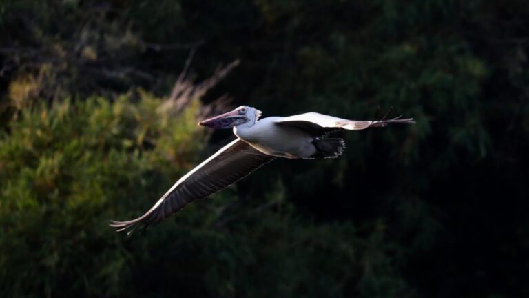 6 Beautiful Bird Sanctuaries To Visit In Karnataka 1 6 Beautiful Bird Sanctuaries To Visit In Karnataka