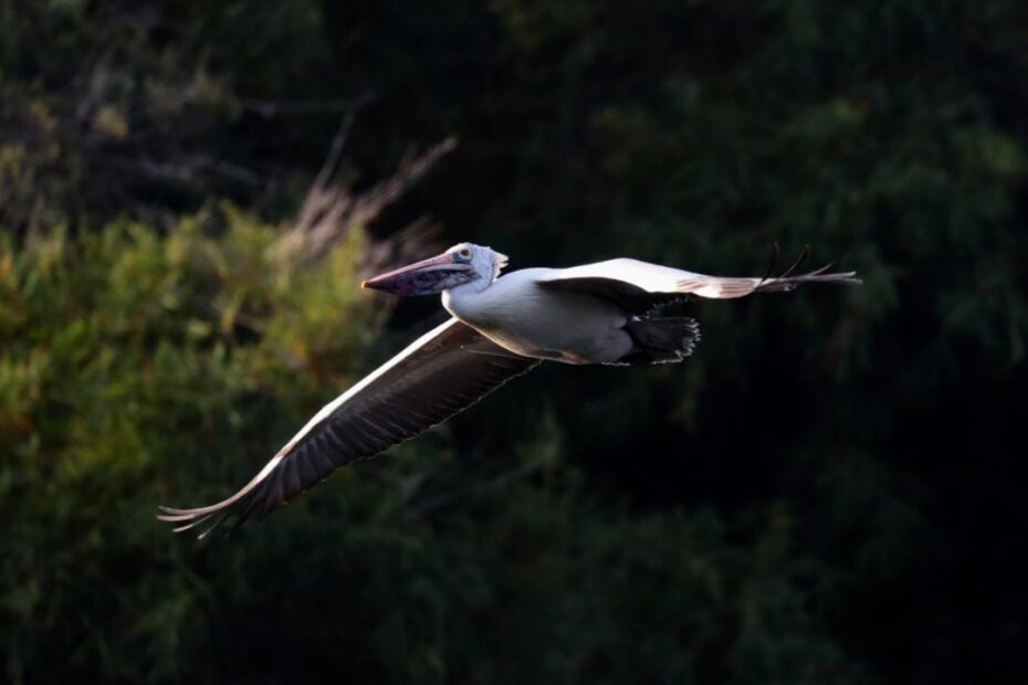 6 Beautiful Bird Sanctuaries To Visit In Karnataka